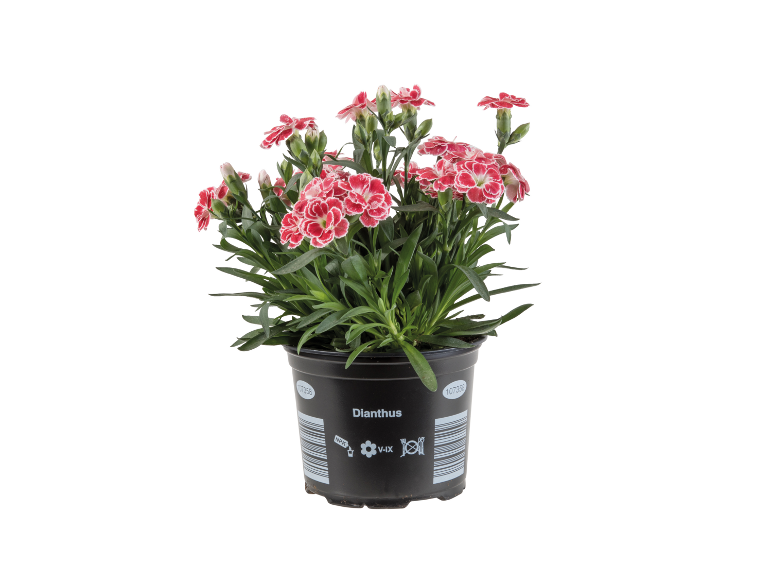 Φυτό Dianthus σε μαύρη γλάστρα με κόκκινα και λευκά άνθη, με κείμενο 'Dianthus' στη γλάστρα.