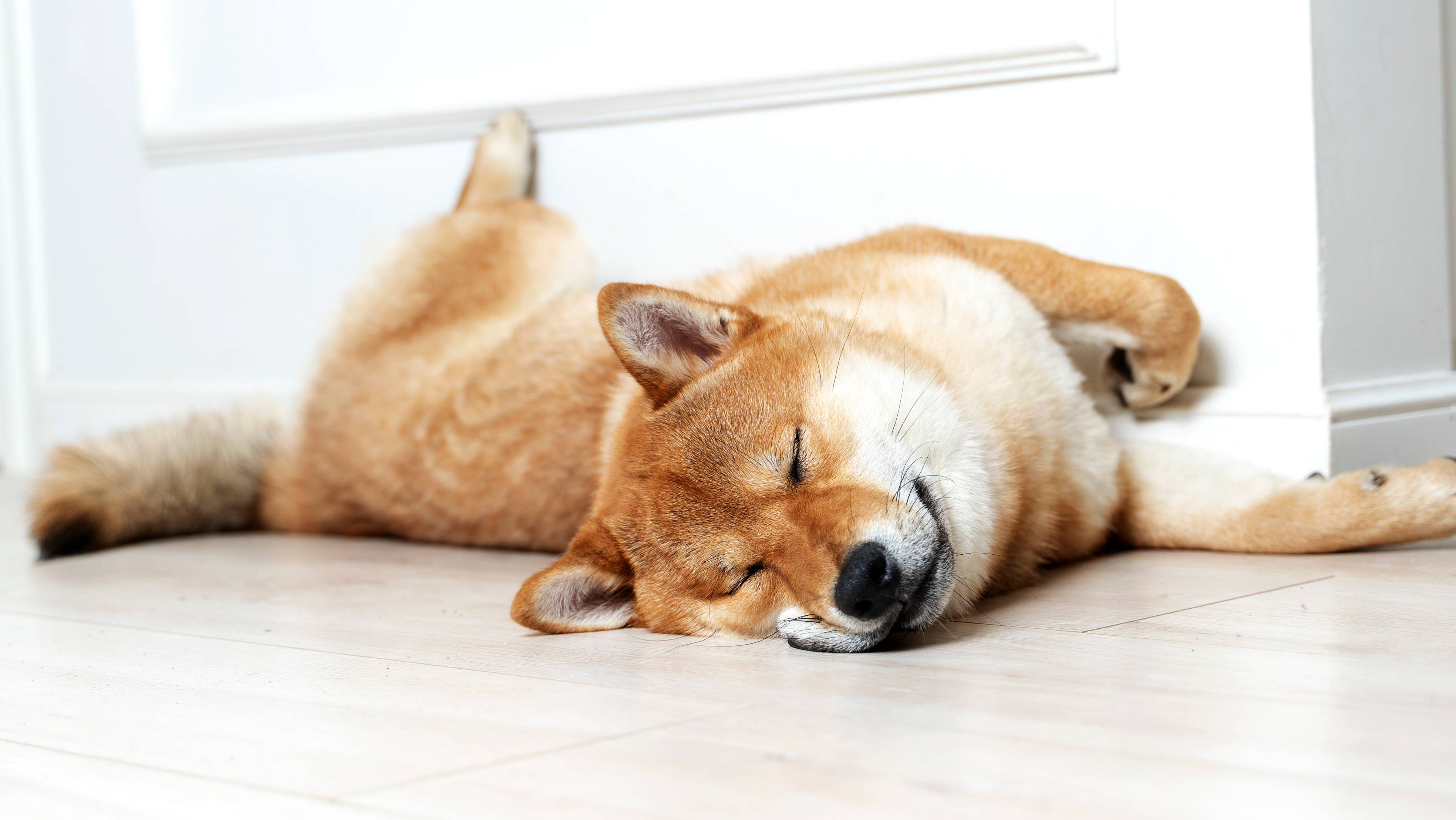 Κοιμισμένο σκυλί Shiba Inu ξαπλωμένο στο πάτωμα δίπλα στον τοίχο.
