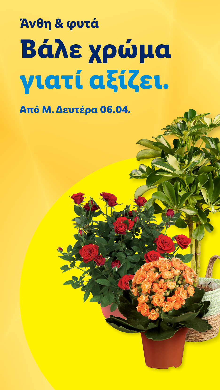 Ποικιλία από φυτά και λουλούδια, όπως τριανταφυλλιές και καλαγχόη, με μήνυμα «Βάλε χρώμα γιατί αξίζει».