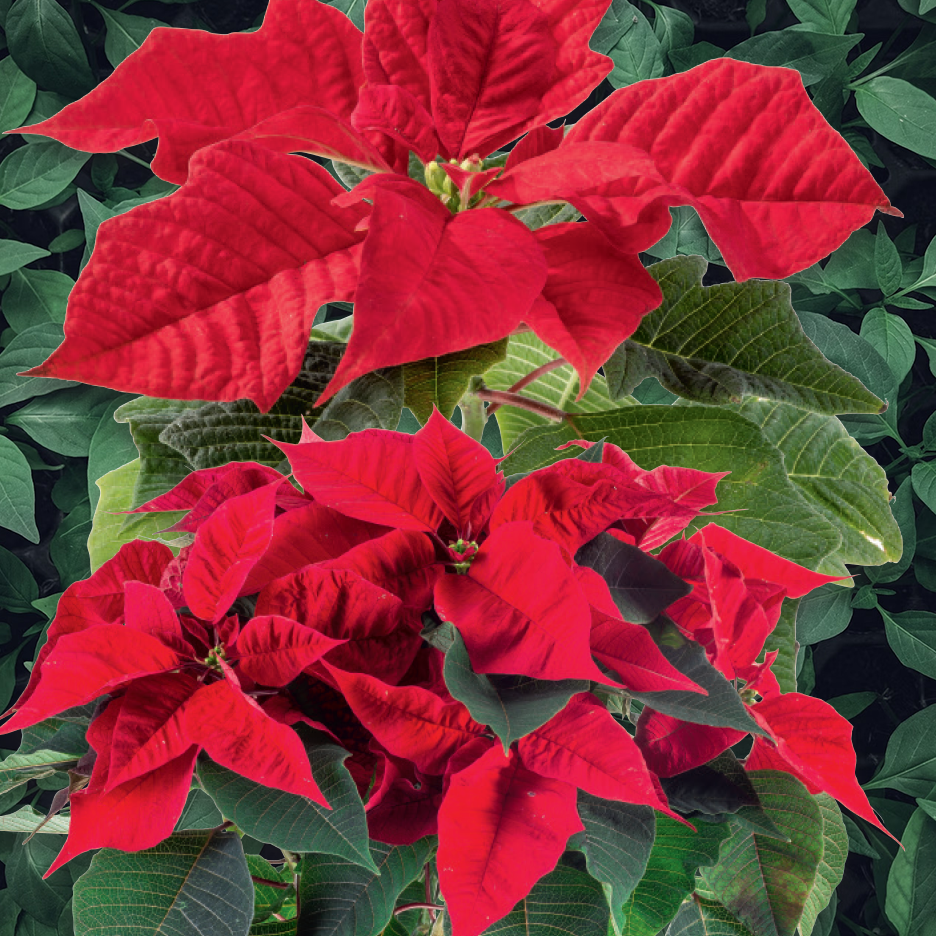 Κόκκινα φυτά αλεξανδρινά με πράσινα φύλλα, ιδανικά για χριστουγεννιάτικη διακόσμηση.