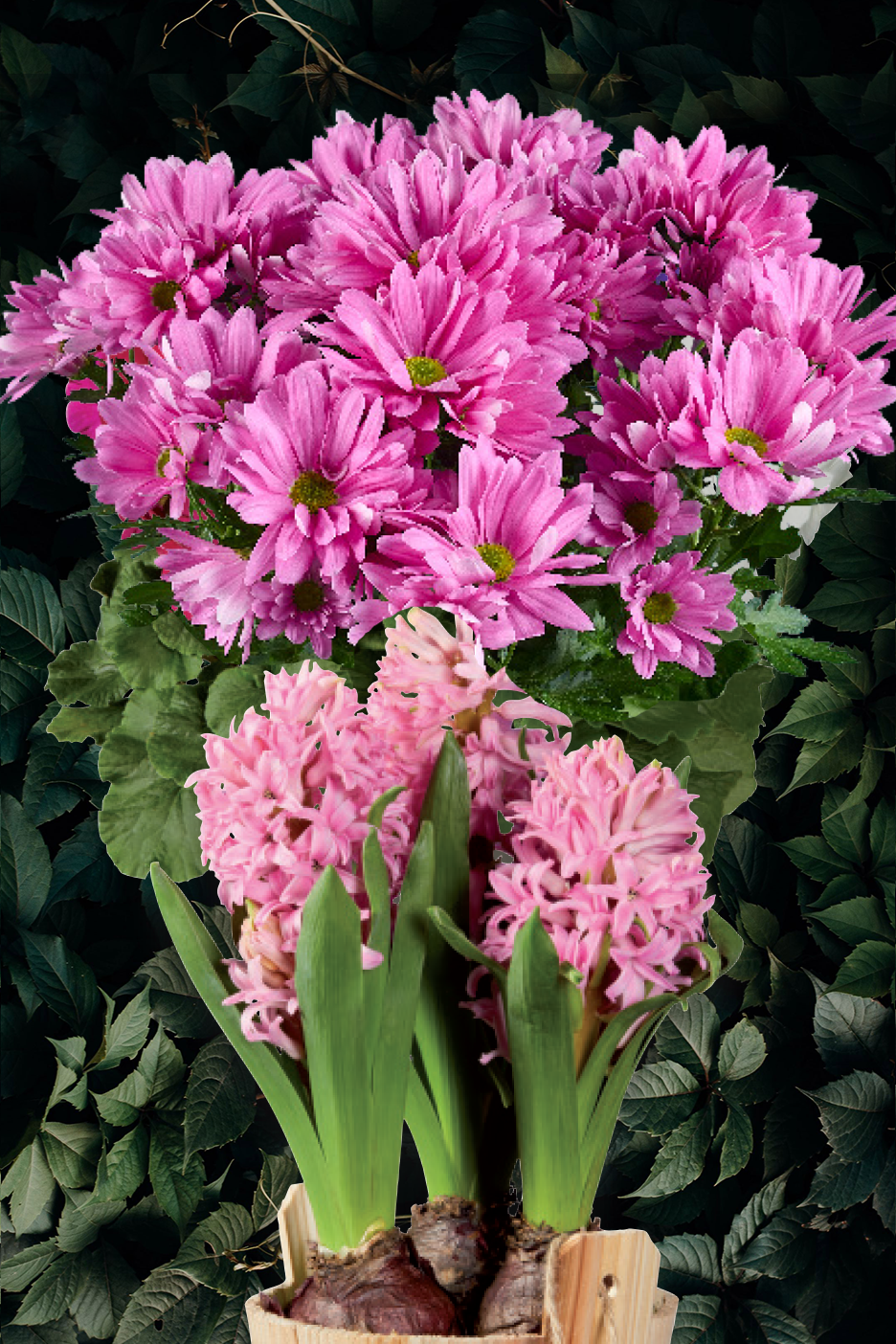 Ροζ χρυσάνθεμα και υάκινθοι σε ξύλινη γλάστρα, με φόντο πράσινα φύλλα.