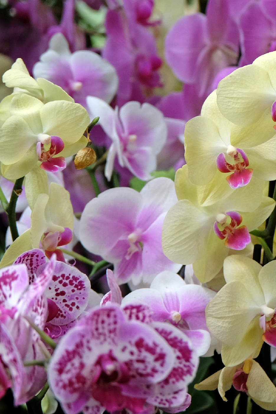 Πολλές ορχιδέες σε διάφορα χρώματα, όπως κίτρινο, ροζ και μωβ.