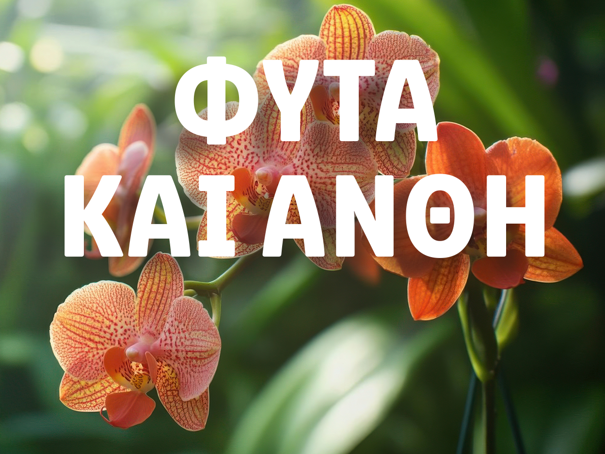 Κίτρινες ορχιδέες με κείμενο στα ελληνικά.