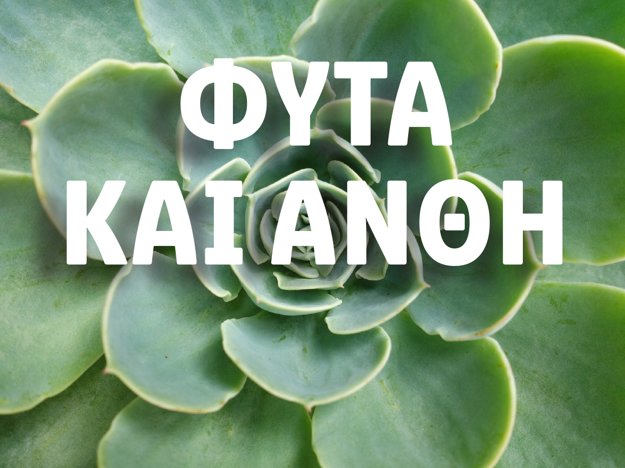 Κάκτος με την επιγραφή 'ΦΥΤΑ ΚΑΙ ΑΝΘΗ'.