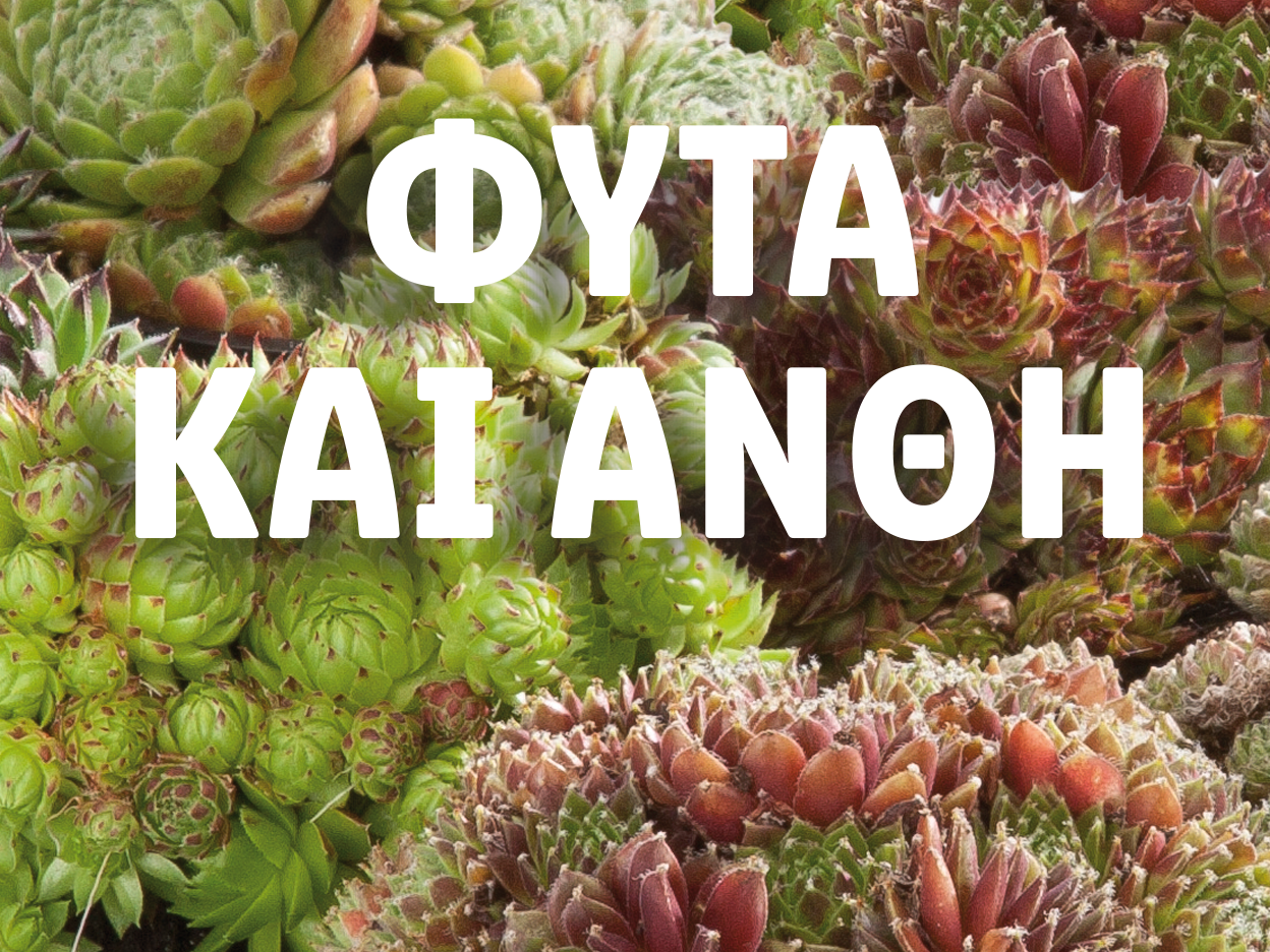 Πολλές χυμώδεις πέτρινες τριανταφυλλιές με λευκό κείμενο 'ΦΥΤΑ ΚΑΙ ΑΝΘΗ'.