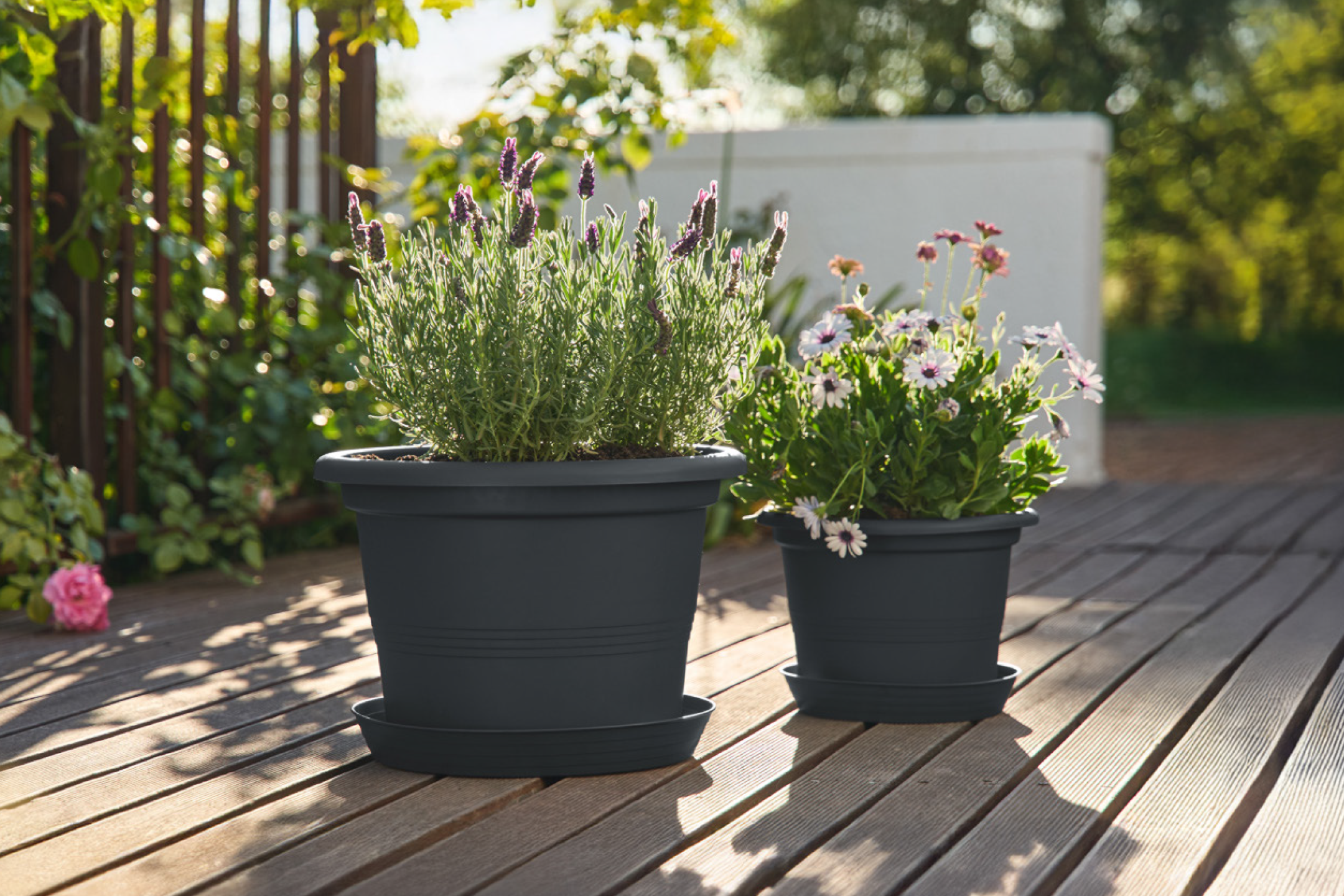 Γλάστρες με λεβάντα και μαργαρίτες σε ξύλινο κατάστρωμα.