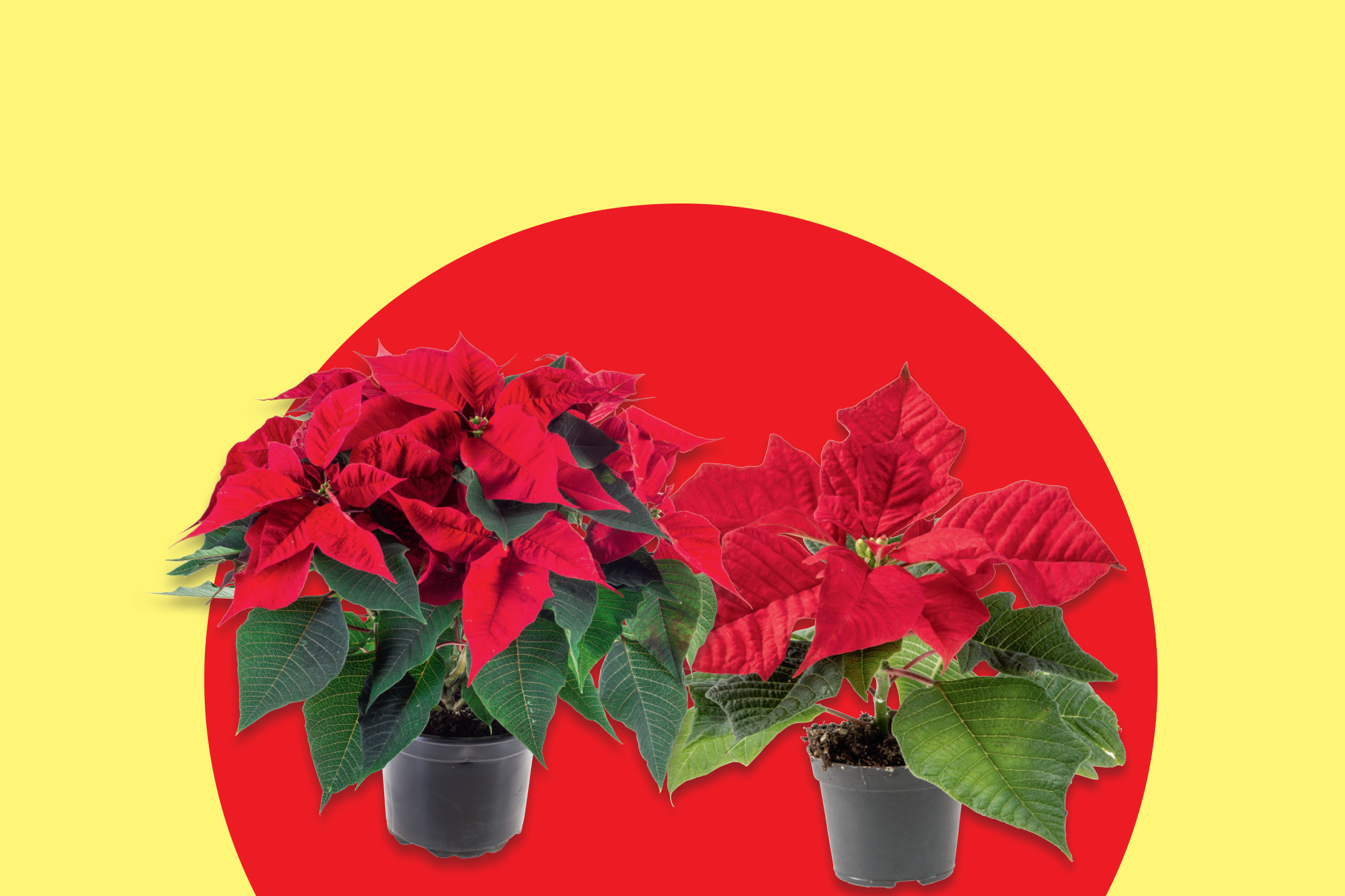 Δύο γλάστρες με κόκκινα αλεξανδρινά σε κόκκινο και κίτρινο φόντο.