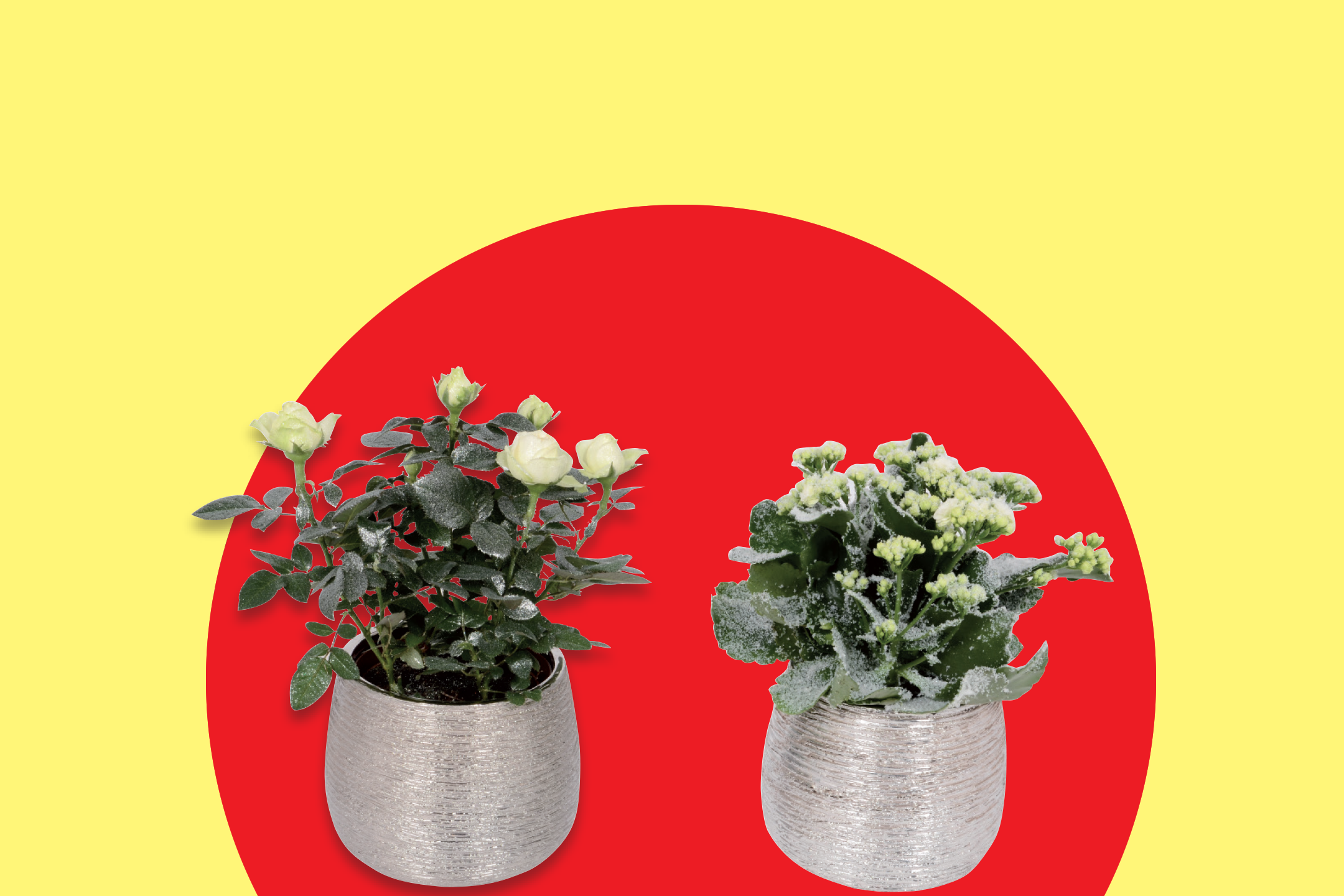 Δύο φυτά σε γλάστρες με λευκά άνθη και φύλλα με χιόνι, σε κόκκινο και κίτρινο φόντο.