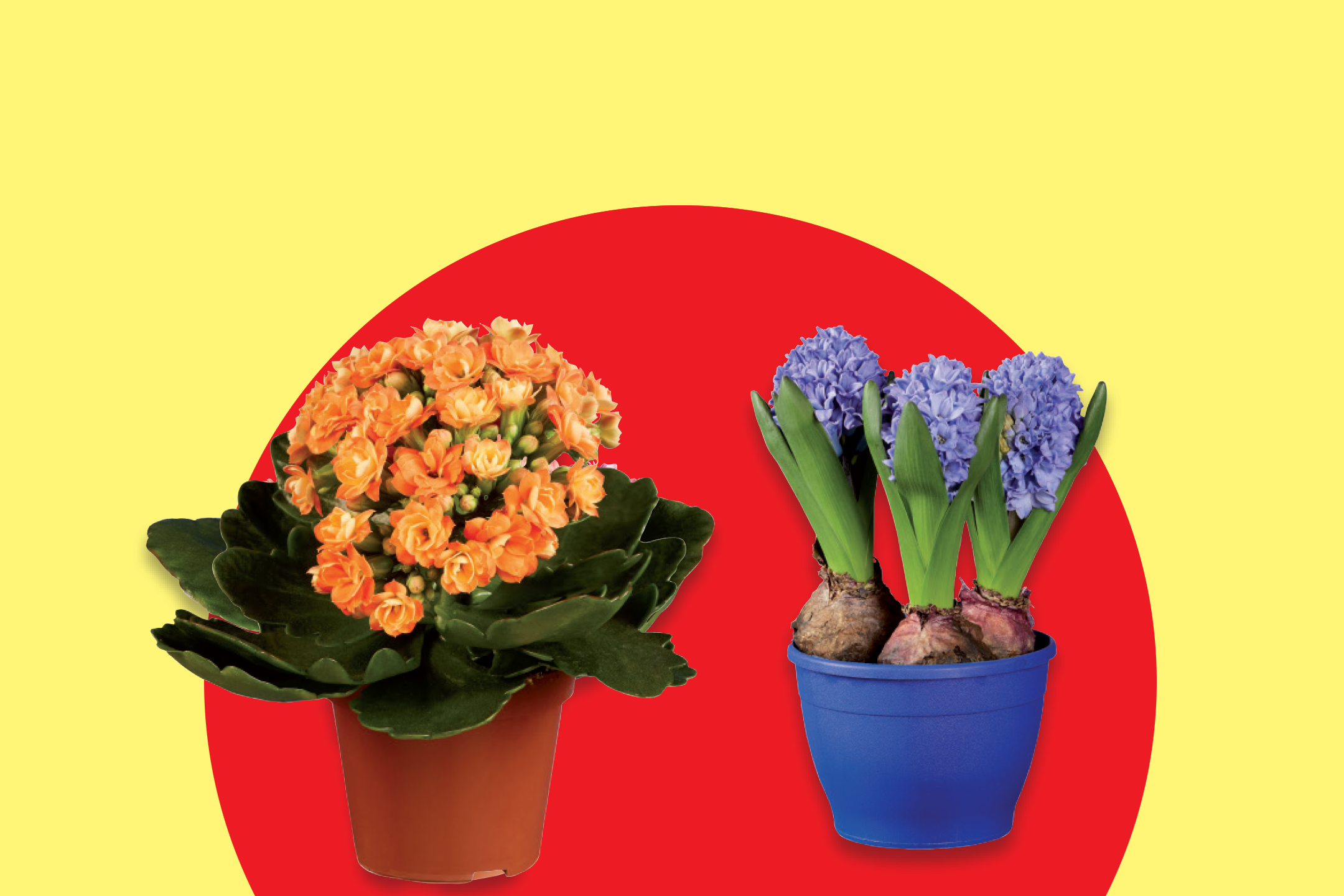 Γλάστρες με μπλε υάκινθους και πορτοκαλί καλαγχόη σε κίτρινο και κόκκινο φόντο.