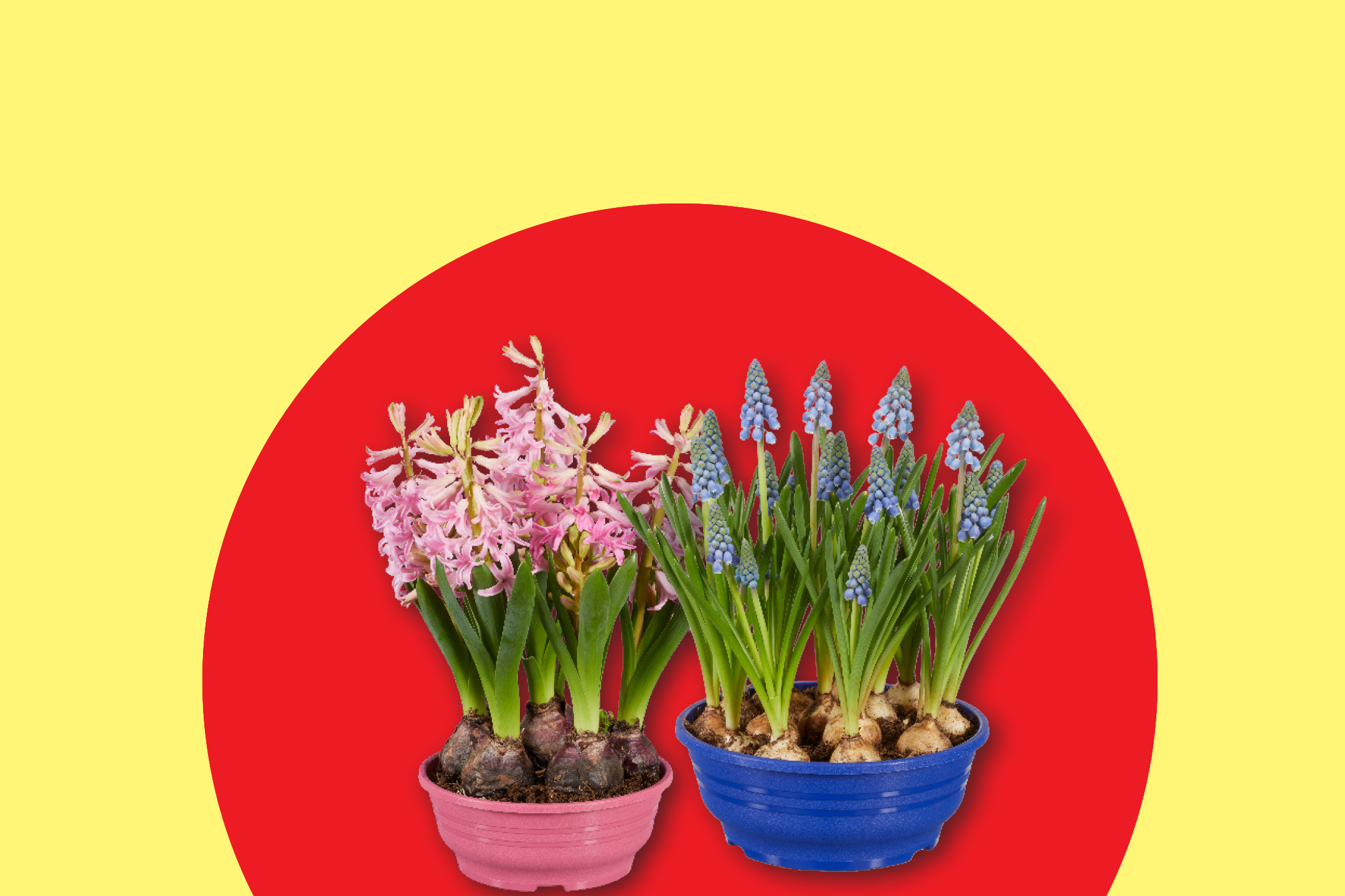 Ροζ υάκινθοι και μπλε μυοσότιδες σε γλάστρες, σε κόκκινο και κίτρινο φόντο.