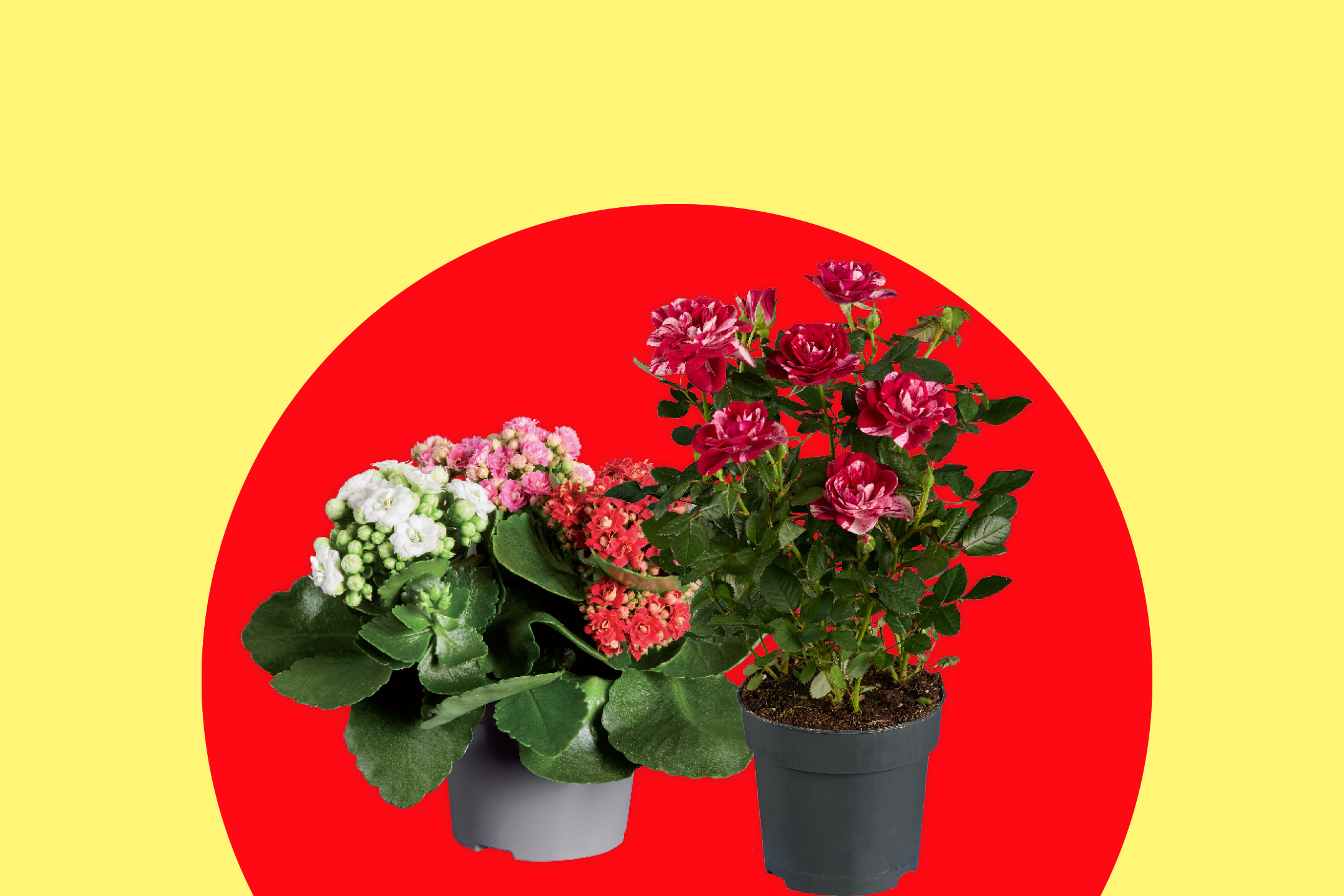 Δύο φυτά σε γλάστρες με κόκκινα και ροζ λουλούδια σε κόκκινο και κίτρινο φόντο.