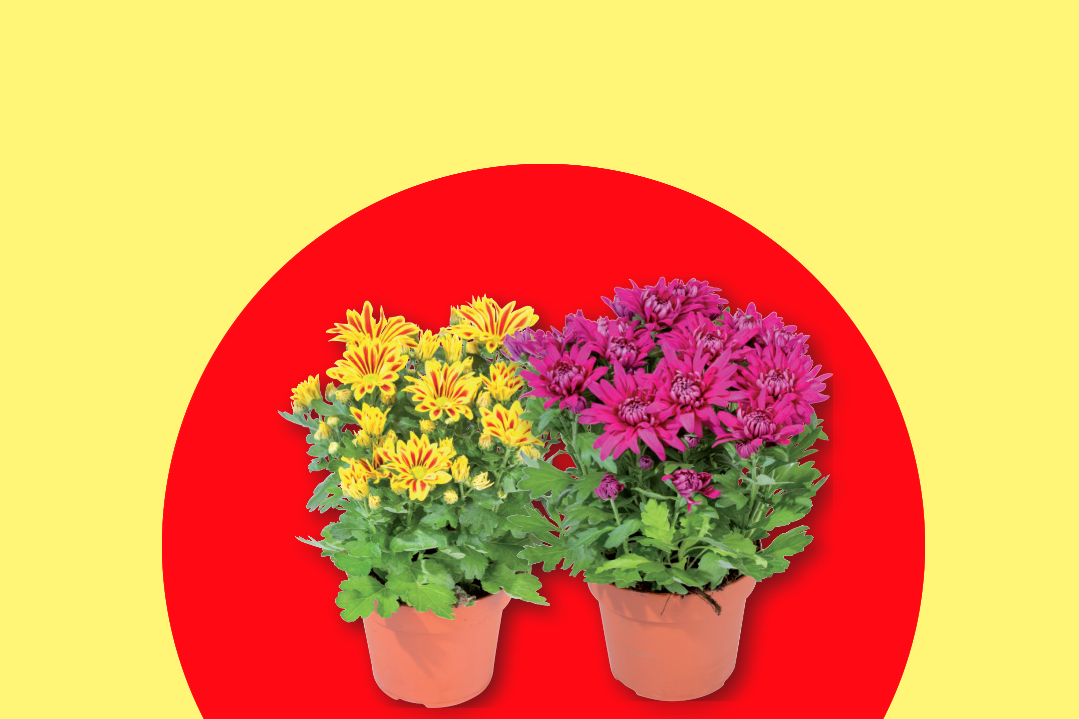 Δύο γλάστρες με χρυσάνθεμα, ένα κίτρινο και ένα φούξια, σε κόκκινο και κίτρινο φόντο.