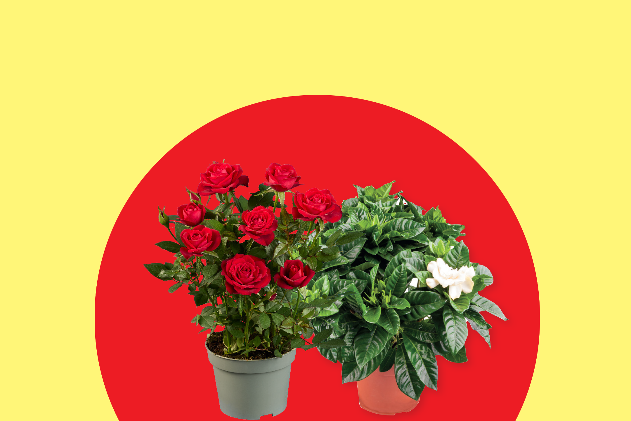 Δύο φυτά σε γλάστρες, ένα με κόκκινα τριαντάφυλλα και ένα με λευκά άνθη γαρδένιας, σε κόκκινο και κίτρινο φόντο.
