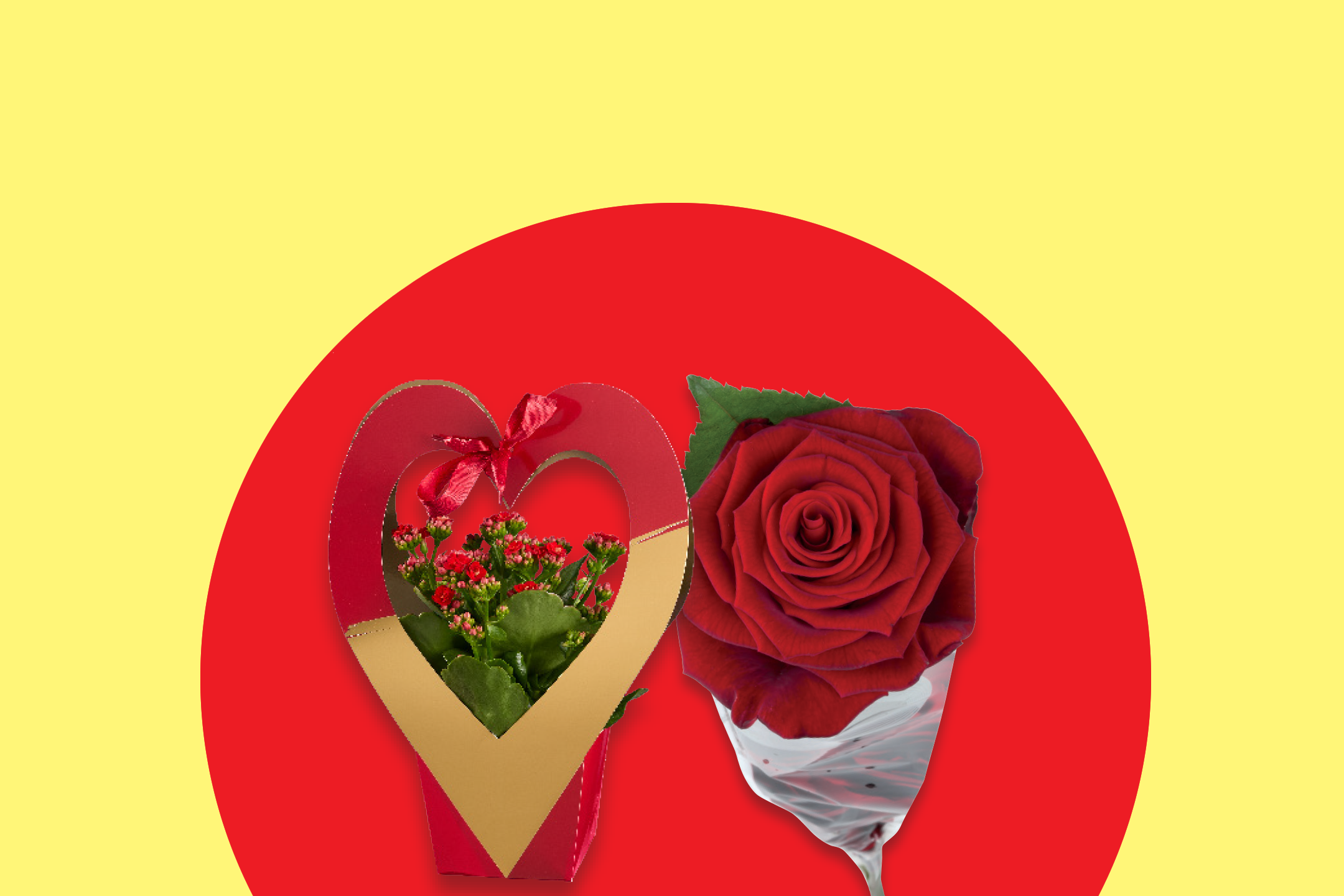 Κόκκινο τριαντάφυλλο και φυτό σε καρδιόσχημη συσκευασία σε κόκκινο και κίτρινο φόντο.