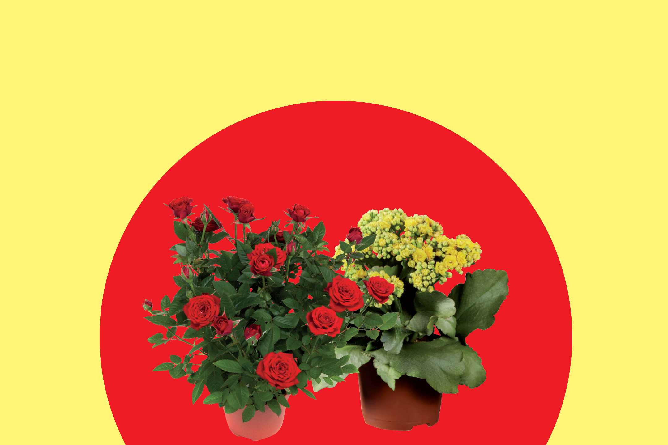 Δύο γλάστρες με κόκκινα τριαντάφυλλα και κίτρινα άνθη σε κόκκινο και κίτρινο φόντο.