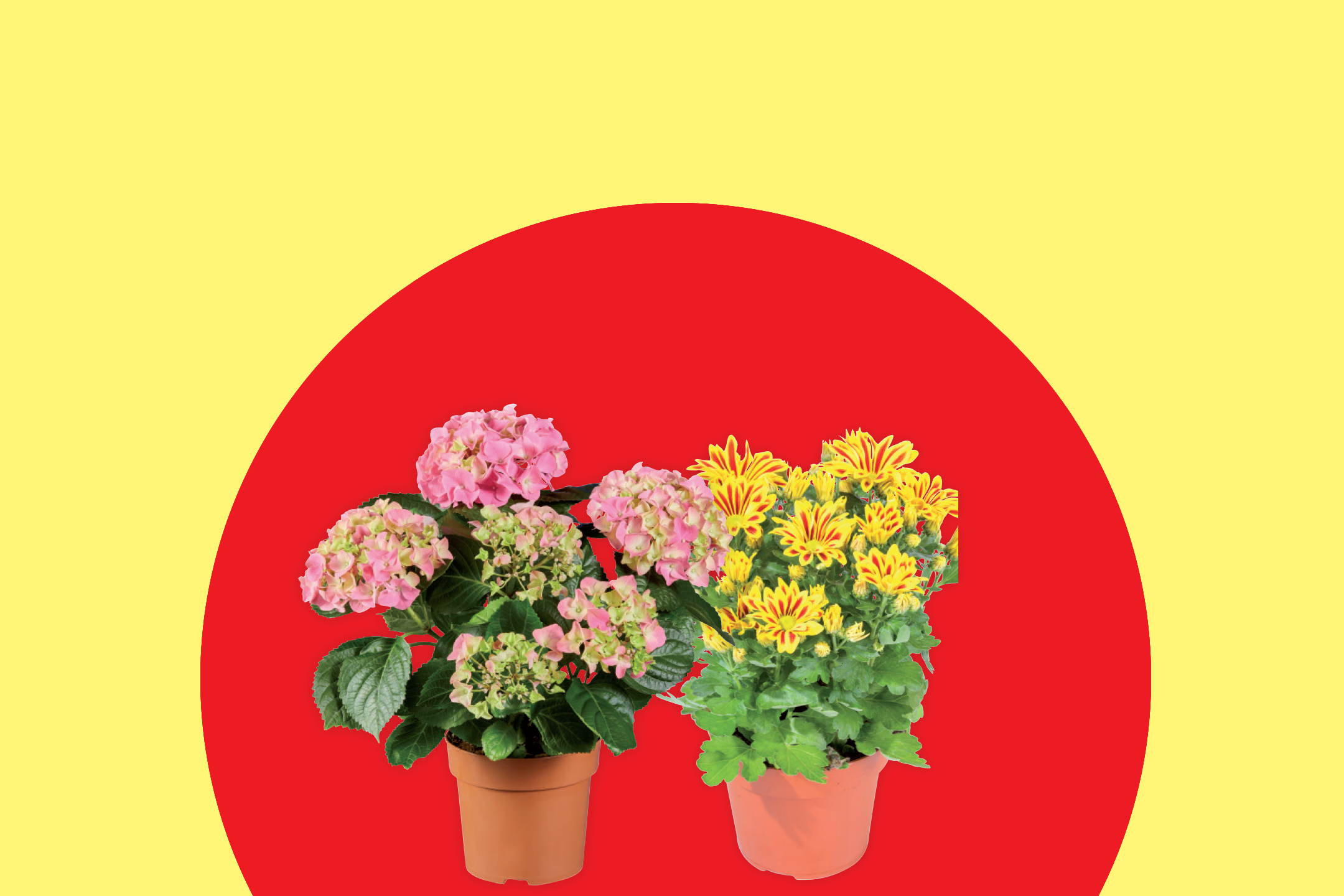 Δύο γλάστρες με λουλούδια, μία με ροζ ορτανσίες και μία με κίτρινα χρυσάνθεμα, σε κόκκινο και κίτρινο φόντο.