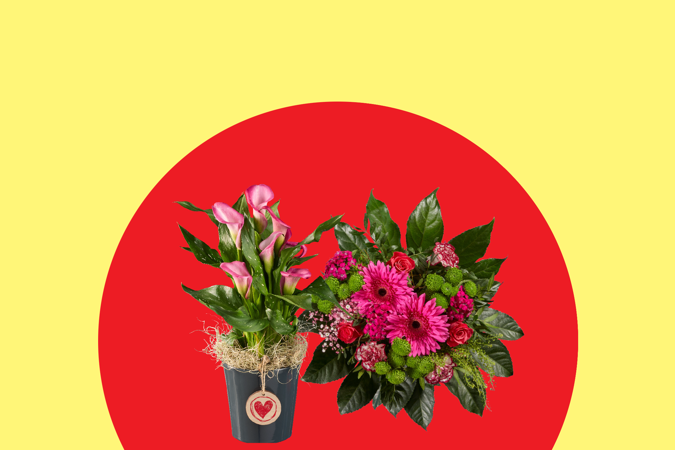 Ροζ κάλλες σε γλάστρα και μπουκέτο με ροζ λουλούδια σε κόκκινο και κίτρινο φόντο.